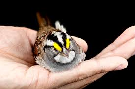 Image result for Zonotrichia albicollis