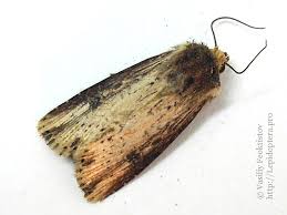 Attēlu rezultāti vaicājumam “Axylia putris”