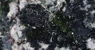 Attēlu rezultāti vaicājumam “Campylopus introflexus”