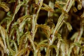 Attēlu rezultāti vaicājumam “Sphagnum fuscum”