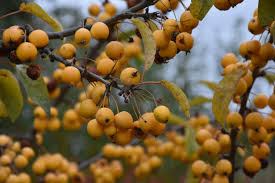 Attēlu rezultāti vaicājumam “Malus x zumi”