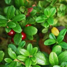 Attēlu rezultāti vaicājumam “Vaccinium vitis-idaea”