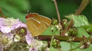 Attēlu rezultāti vaicājumam “Thecla betulae male”