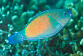 Image result for Scarus fuscopurpureus