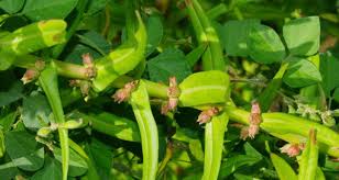 Attēlu rezultāti vaicājumam “Lythraceae”