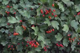 Attēlu rezultāti vaicājumam “Viburnum opulus”
