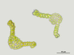 Attēlu rezultāti vaicājumam “Didymodon rigidulus”