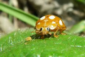 Attēlu rezultāti vaicājumam “Calvia decemguttata imago”