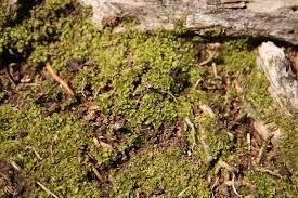 Attēlu rezultāti vaicājumam “Chiloscyphus”