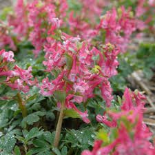 Attēlu rezultāti vaicājumam “Corydalis solida”