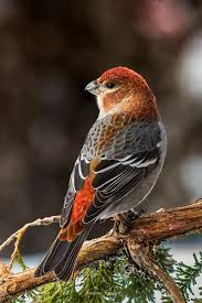 Image result for Pinicola enucleator