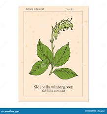 Attēlu rezultāti vaicājumam “Orthilia secunda”