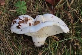 Attēlu rezultāti vaicājumam “Lactarius bertillonii”