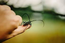 Attēlu rezultāti vaicājumam “Monochamus urussovi”