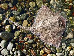 Image result for Raja clavata