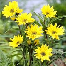 Attēlu rezultāti vaicājumam “Helianthus tuberosus flower”