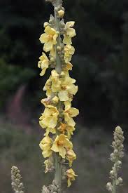 Image result for Verbascum phlomoides