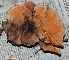 Attēlu rezultāti vaicājumam “Hydnellum sp.”