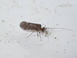 Attēlu rezultāti vaicājumam “Metylophorus nebulosus”