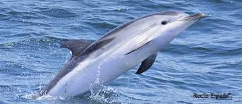 Image result for Stenella coeruleoalba