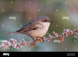 Attēlu rezultāti vaicājumam “Sylvia curruca adult”