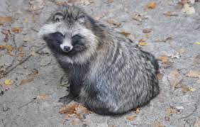 Attēlu rezultāti vaicājumam “Nyctereutes procyonoides”