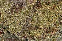 Attēlu rezultāti vaicājumam “Lecanora conizaeoides”