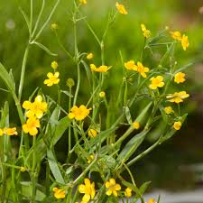 Attēlu rezultāti vaicājumam “Ranunculus flammula”