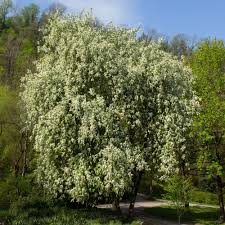 Attēlu rezultāti vaicājumam “Prunus (bird-cherry tree)”