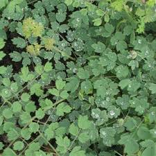 Attēlu rezultāti vaicājumam “Thalictrum lucidum leaf”