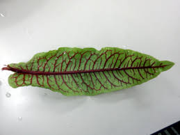 Image result for Rumex sanguineum