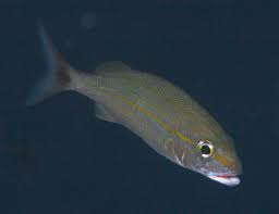 Image result for Haemulon aurolineatum