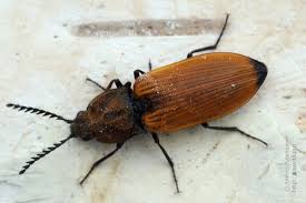 Attēlu rezultāti vaicājumam “Anostirus castaneus”