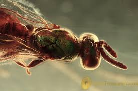 Attēlu rezultāti vaicājumam “Torymidae”