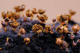 Attēlu rezultāti vaicājumam “Physarum psittacinum spores”