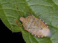 Attēlu rezultāti vaicājumam “Blepharidopterus angulatus”