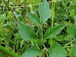 Attēlu rezultāti vaicājumam “Angelica palustris”