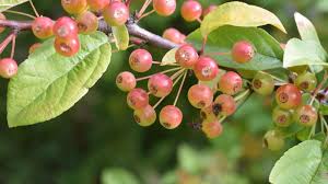 Attēlu rezultāti vaicājumam “Malus”