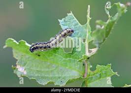 Attēlu rezultāti vaicājumam “Pieris brassicae larva”