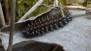 Attēlu rezultāti vaicājumam “Mellicta athalia”