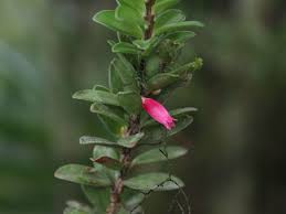 Attēlu rezultāti vaicājumam “Ericaceae”