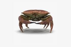 Image result for Cancer pagurus