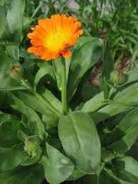 Attēlu rezultāti vaicājumam “Calendula officinalis leaf”