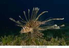 Image result for Pterois miles