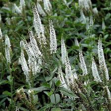 Attēlu rezultāti vaicājumam “Veronica longifolia”
