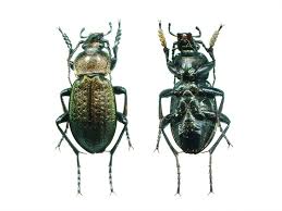 Attēlu rezultāti vaicājumam “Carabus arcensis”