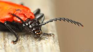 Attēlu rezultāti vaicājumam “Pyrochroidae”