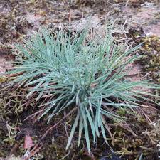 Attēlu rezultāti vaicājumam “Koeleria glauca flower”