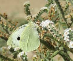 Attēlu rezultāti vaicājumam “Pieris brassicae underside”