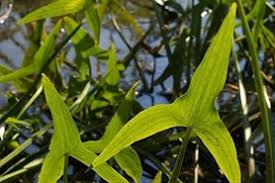 Attēlu rezultāti vaicājumam “Sagittaria sagittifolia leaf”